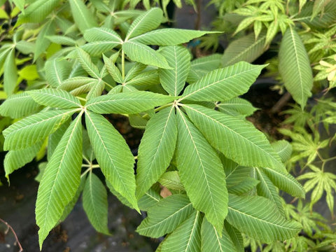 Aesculus neglecta 'Erythroblastos' (aka Yellow Horsechestnut)