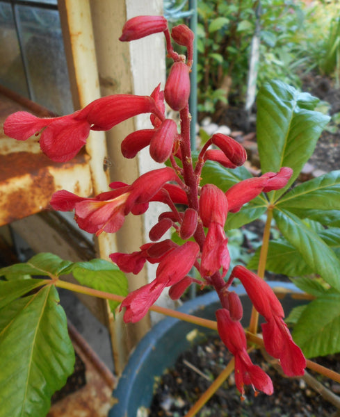 Aesculus pavia (aka Red Buckeye)