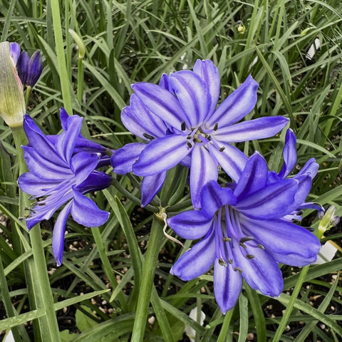 Agapanthus 'Northern Star' (Lily of the Nile)