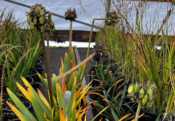 Agapanthus 'Blue Yonder' (aka Lily of the Nile)