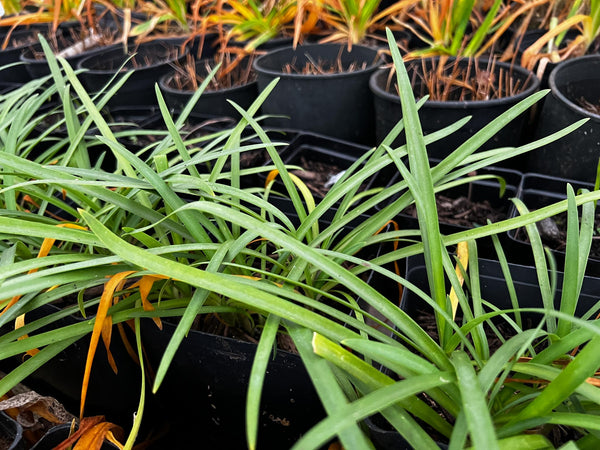 Agapanthus  'Little White' (aka Lily of the Nile)