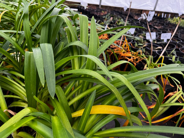 Agapanthus 'Stevie's Wonder' (aka Lily of the Nile)