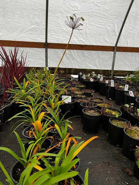 Agapanthus 'Storm Cloud'(aka Lily of the Nile)