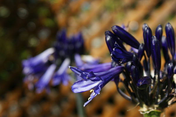 Agapanthus praecox spp orientalis 'Black Panther'