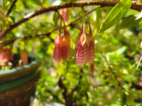 Agapetes 'Ludgvan Cross'