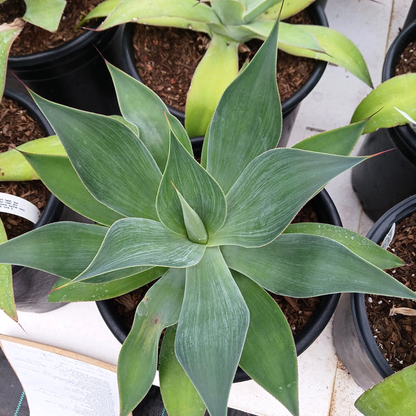 Agave hybrid 'Blue Flame'
