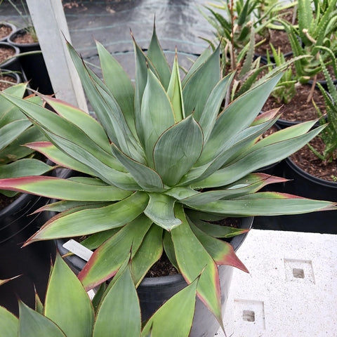 Agave 'Red Margin'
