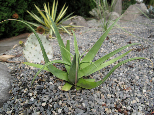 Agave bracteosa (Squid Agave)