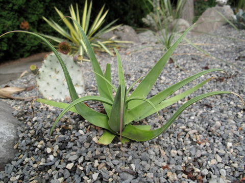 Agave bracteosa (Squid Agave)