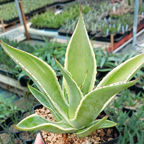 Agave mitis 'Multicolor' (aka A. celsii 'Multicolor')
