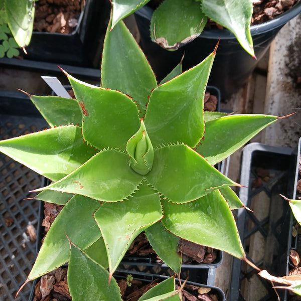 Agave chiapensis