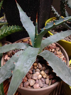 Agave chrysantha - Golden-Flowered Century Plant