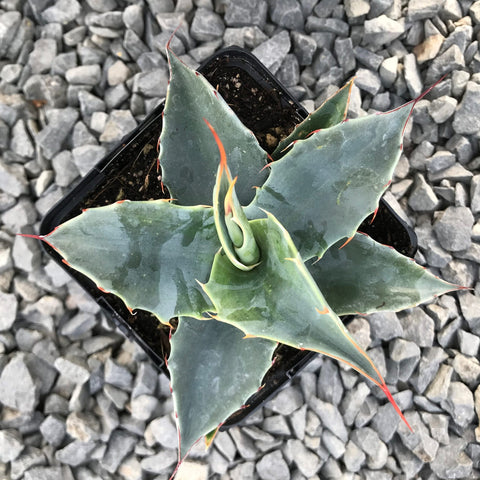 Agave deserti var. simplex