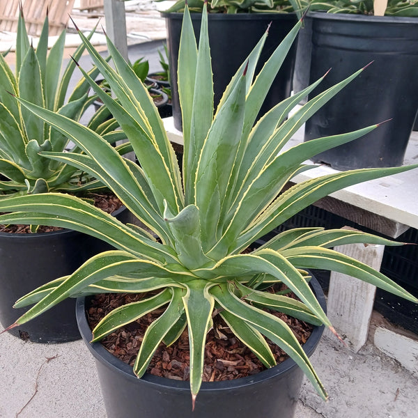 Agave desmettiana 'Variegata'