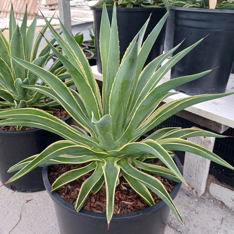 Agave desmettiana 'Variegata'