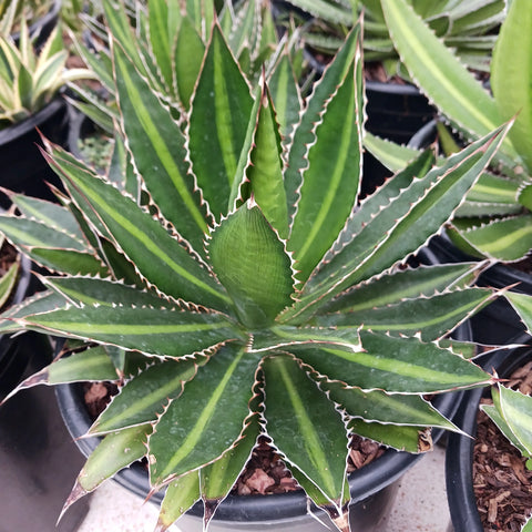 Agave lophantha 'Quadricolor'