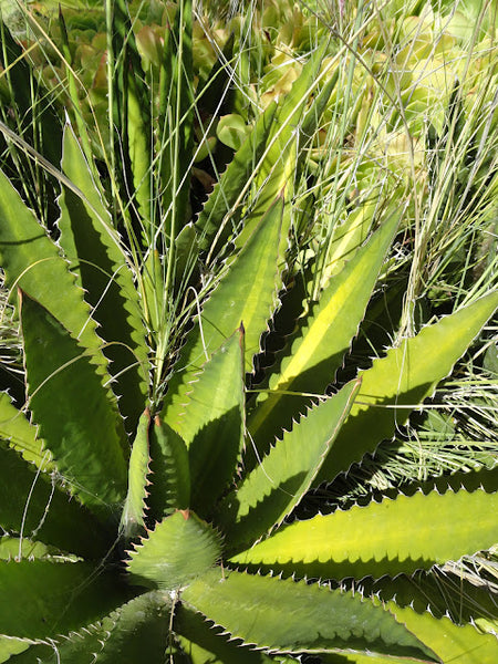 Agave lophantha
