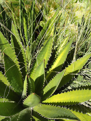 Agave lophantha