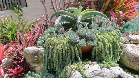 Agave gypsophila 'Ivory Curls'