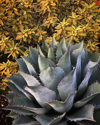 Agave parrasana 'Meat Claw'