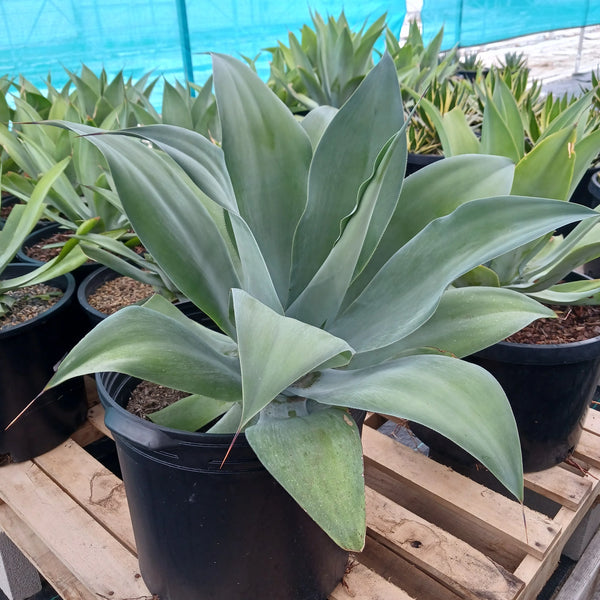 Agave pedunculifera