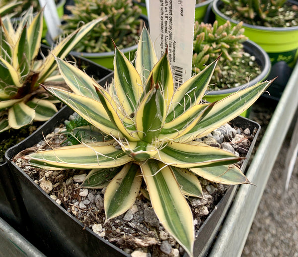 Agave schidigera 'Royal Flush' PPAF