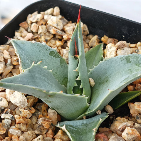 Agave sebastiana