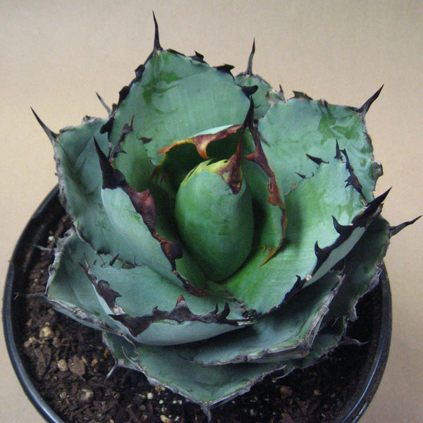 Agave titanota 'Black and Blue'