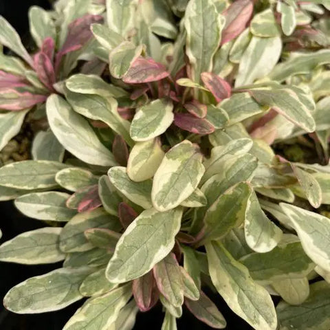 Ajuga tenorei 'Piotrek01' (aka Princess Nadia)