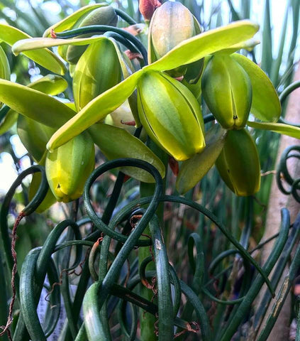 Albuca spiralis