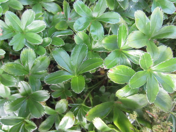 Alchemilla alpina