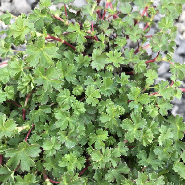 Alchemilla ellenbeckii - Carpet Lady's Mantle