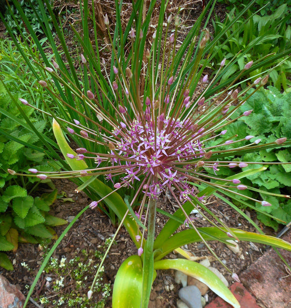 Allium schubertii (aka Ornamental Onion)