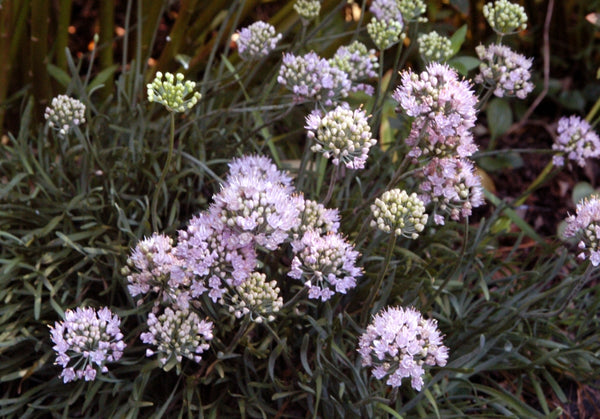 Allium senescens 'Glauca'