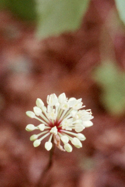 Allium tricoccum