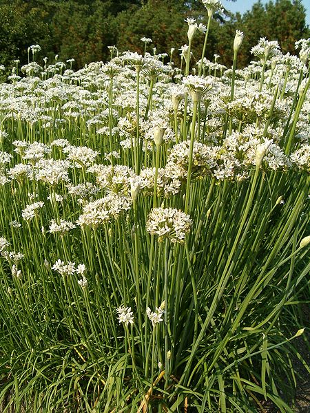 Allium tuberosum (aka Garlic Chives)