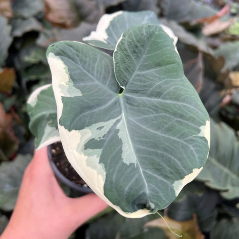 Xanthosoma atrovirens 'Variegatum Monstrosum' (aka Alocasia 'Mickey Mouse')
