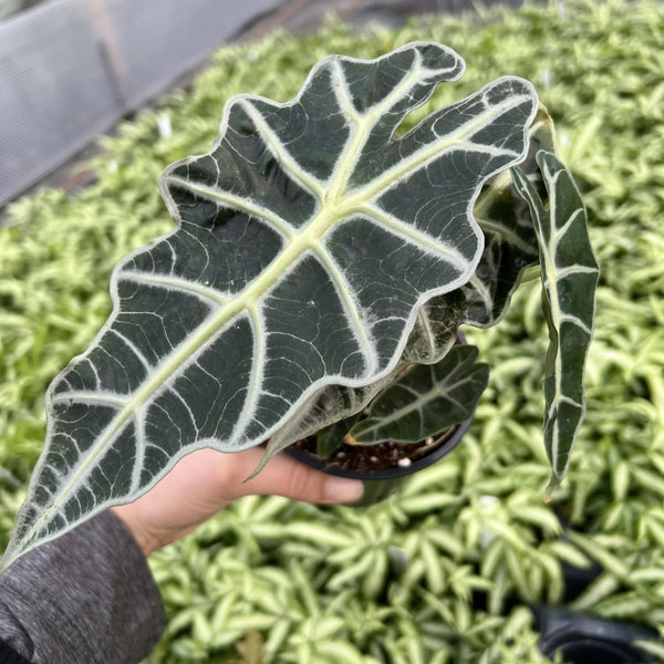 Alocasia sanderiana