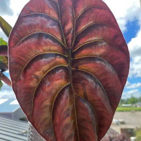 Alocasia cuprea 'Red Secret'