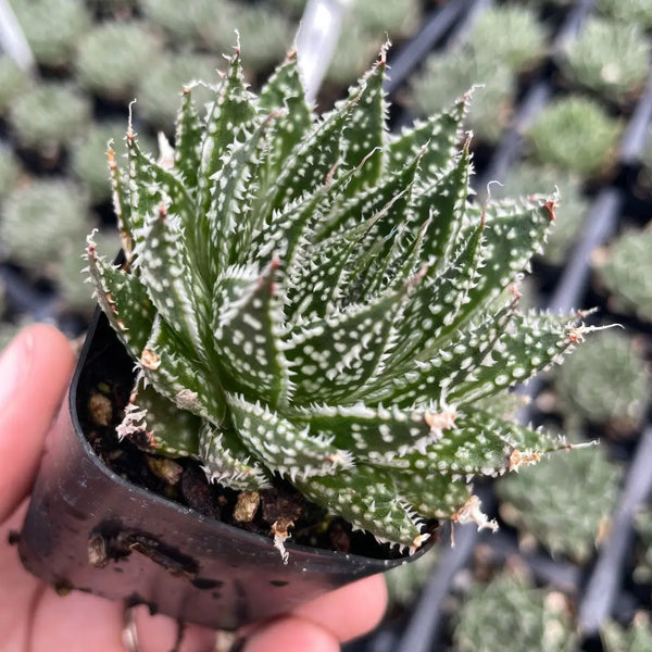 Aloe aristata 'Zambezi'