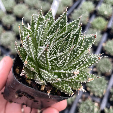 Aloe aristata 'Zambezi'