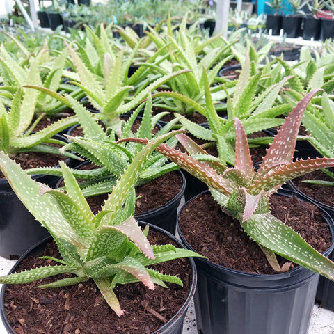 Aloe 'Cynthia Giddy'