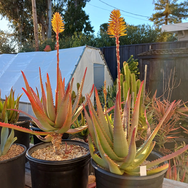 Aloe Moonglow™