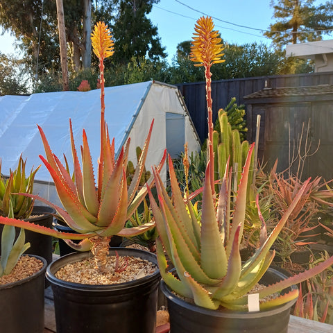 Aloe Moonglow™