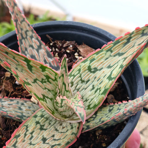 Aloe 'Pink Blush'