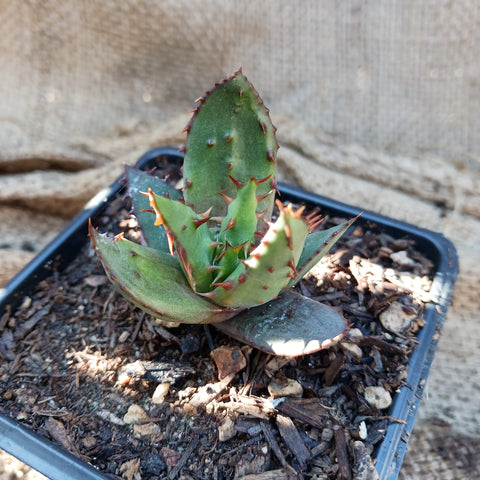 Aloe broomii (aka Snake Aloe)