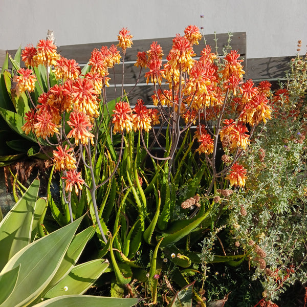 Aloe camperi