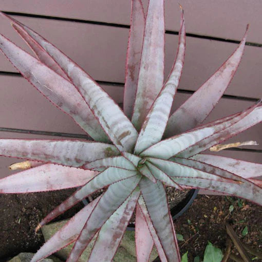 Aloe capitata 'Yellow Hoodie'