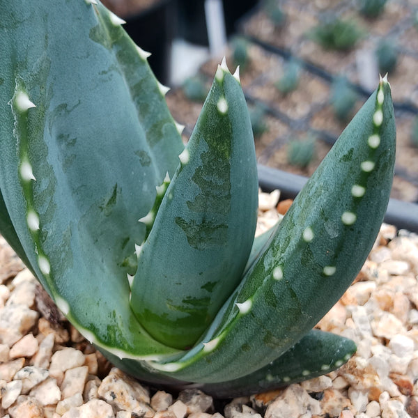 Aloe comptonii