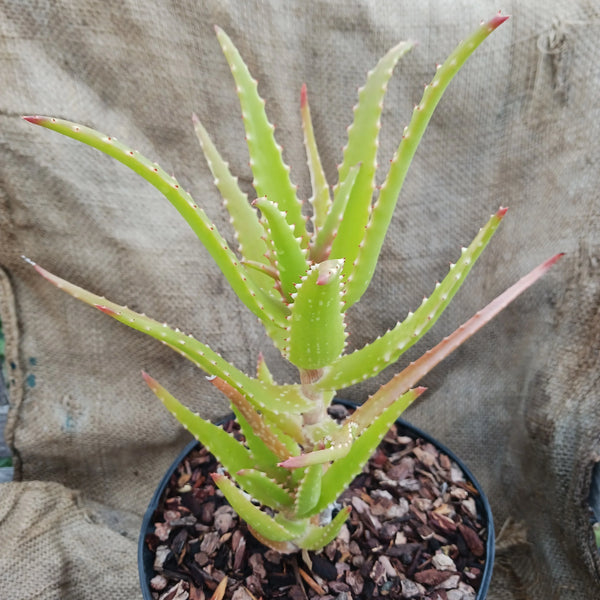 Aloe dawei